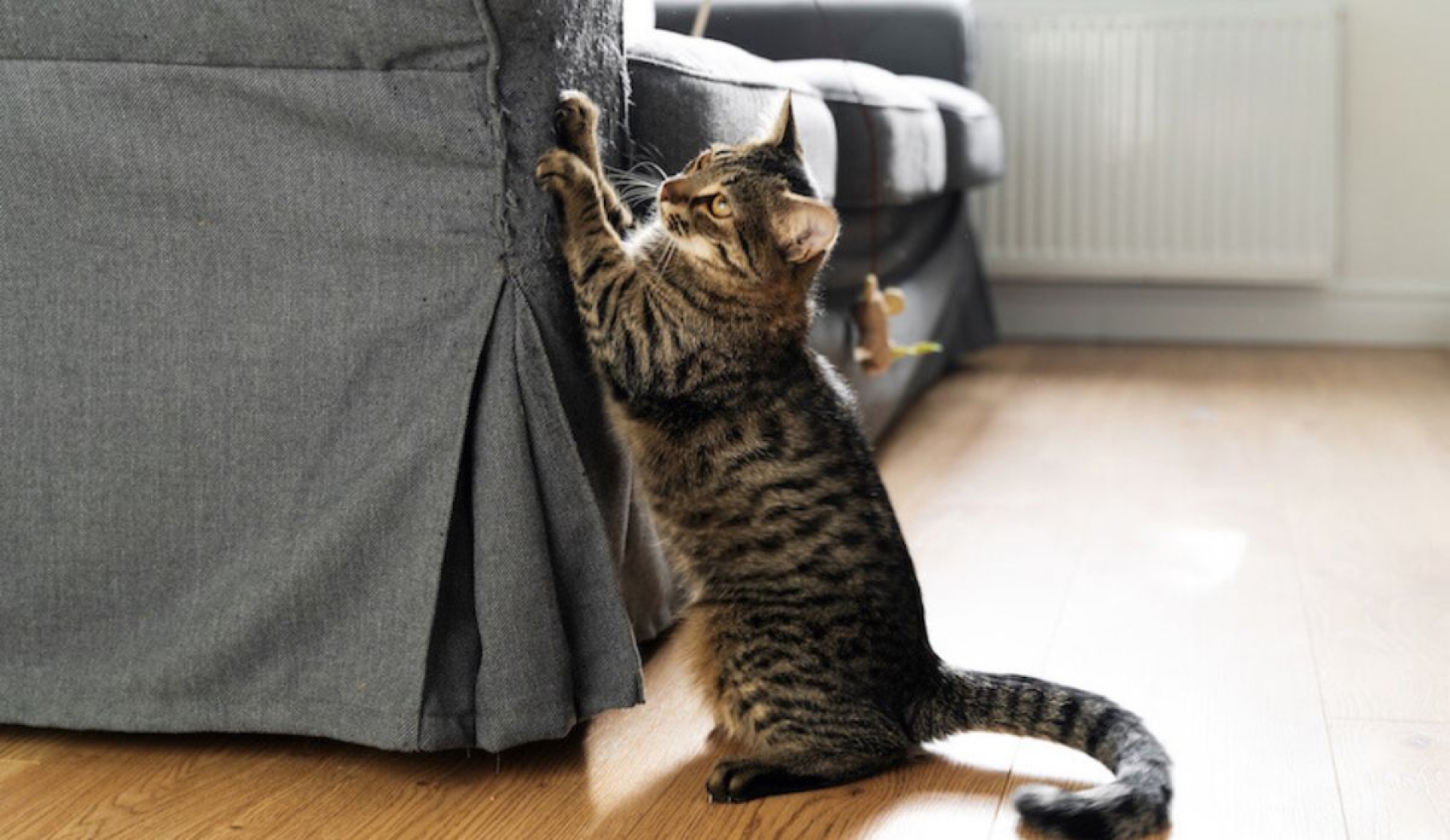 ¿Por qué los gatos arañan los muebles y cómo evitar que lo sigan haciendo?