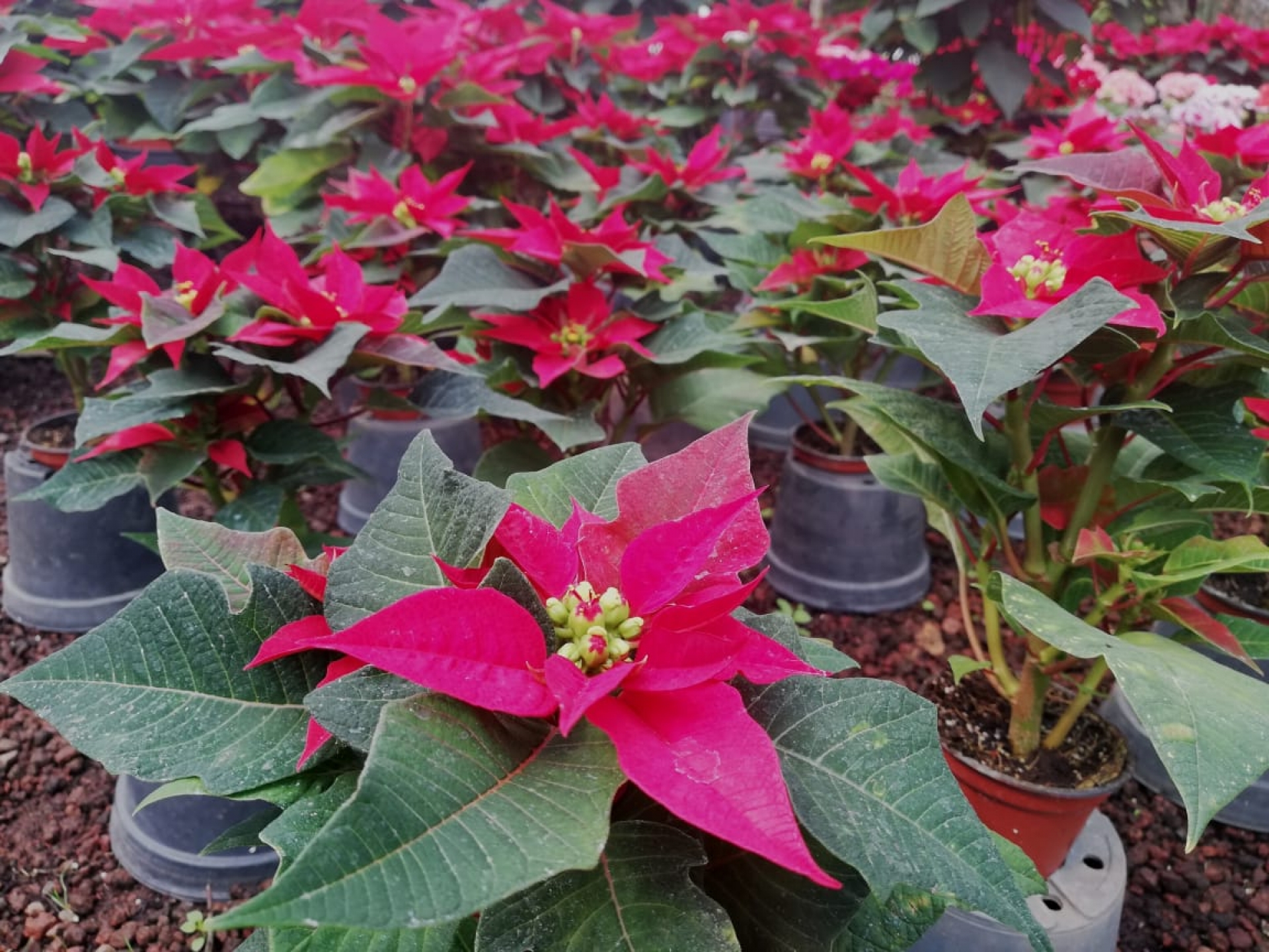 Inició en Morelos la venta de flor de nochebuena