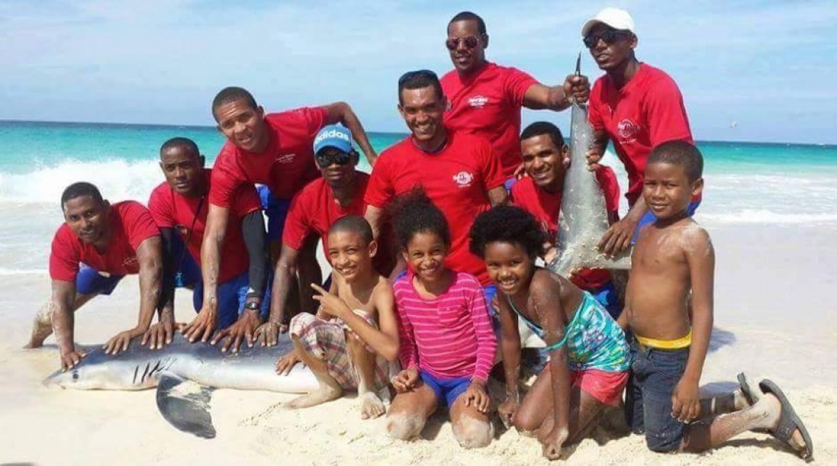 Tiburón muere después de ser sacado del agua para una foto