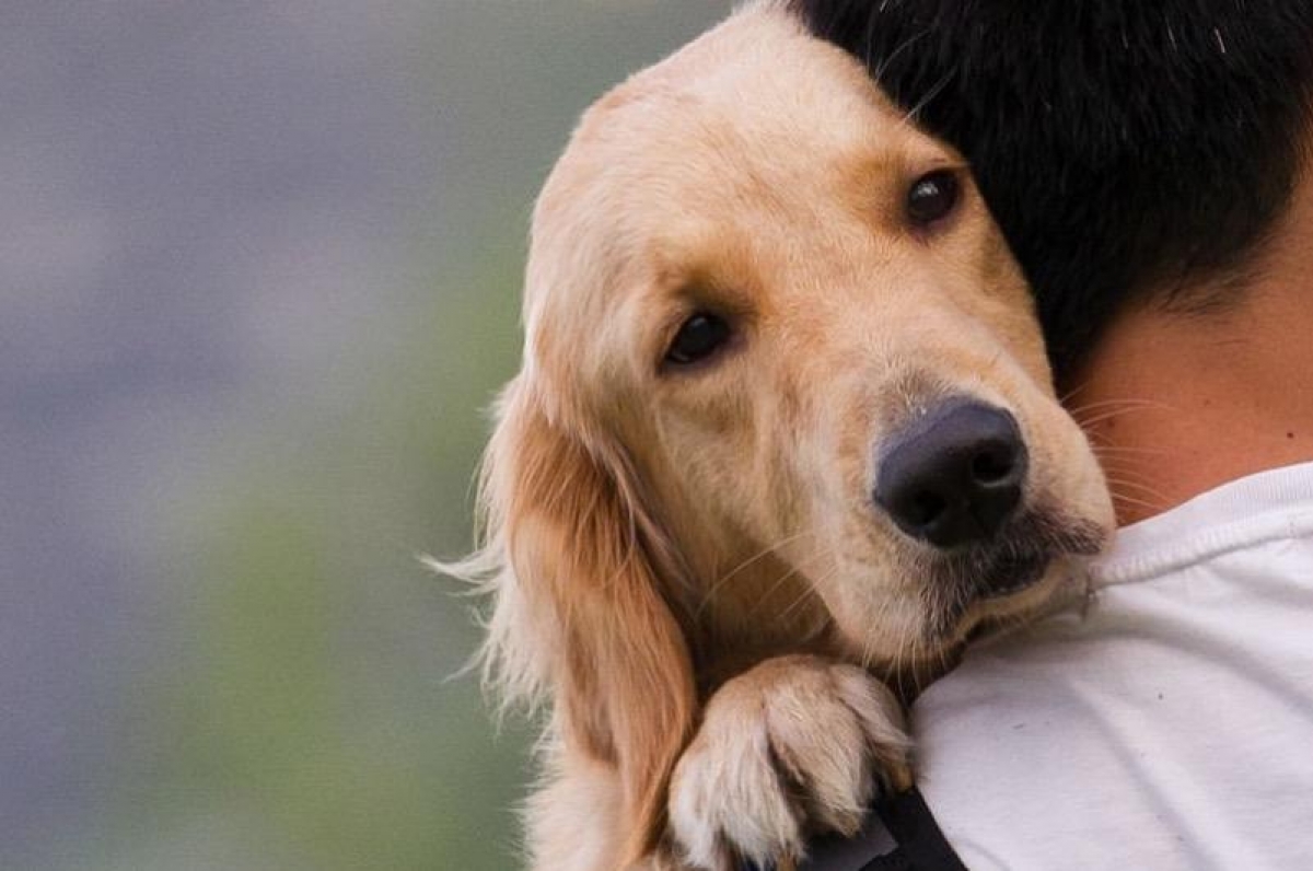 Señales que indican que en vez de un perro tienes un perrhijo