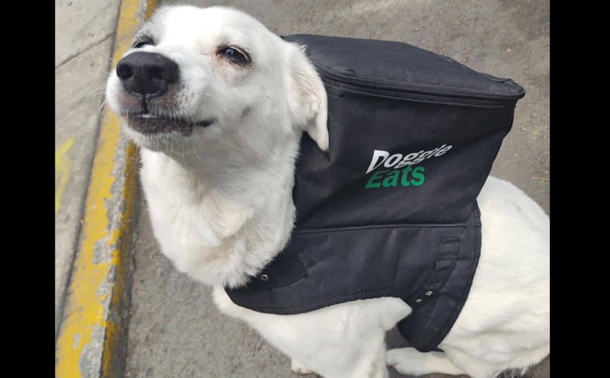 Perrita trabaja como repartidora para ayudar a su refugio en CDMX