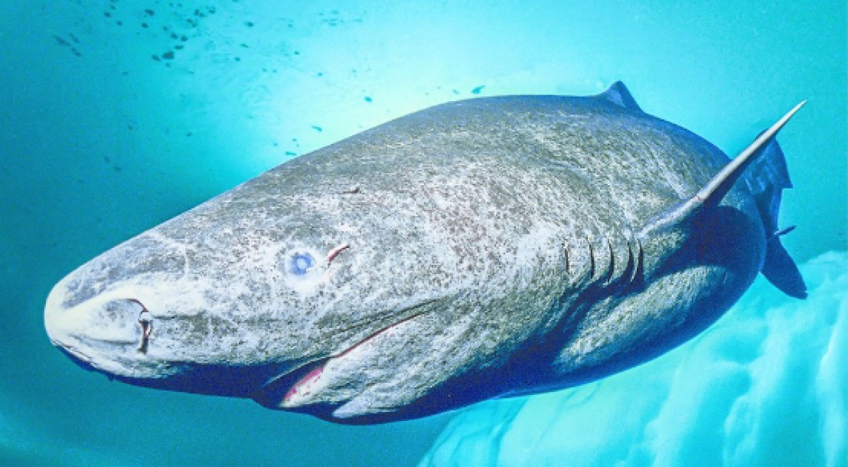 Tiburón de Groenlandia es el animal mas longevo, puede vivir hasta 400 años
