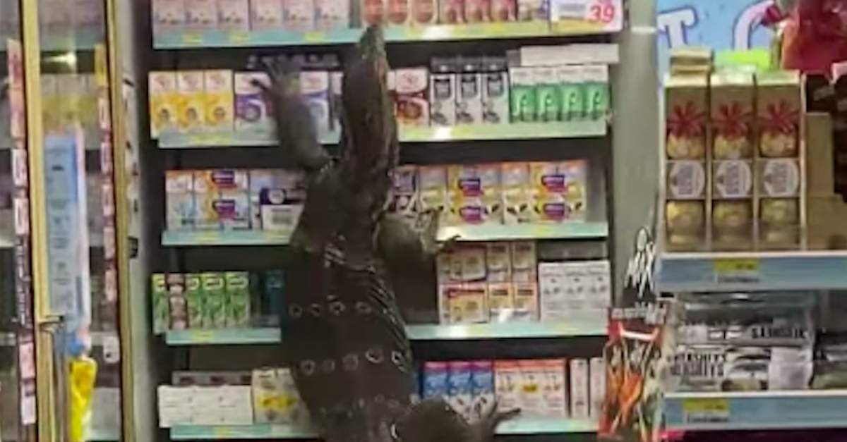 ¿Godzilla es real?: Lagarto desata el pánico en Tailandia