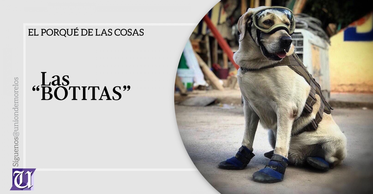 Sí, las “botitas” que usan los perros rescatistas son necesarias y sirven para protegerlos