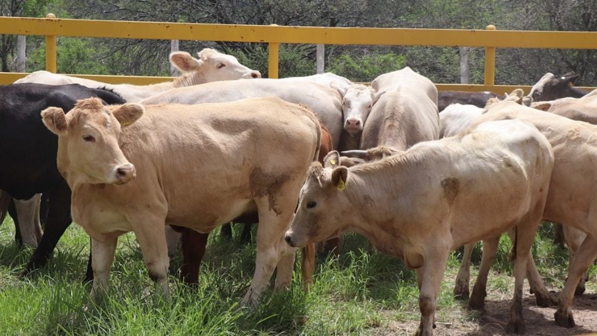 Aumentan 500 casos de gusano barrenador del ganado en una semana