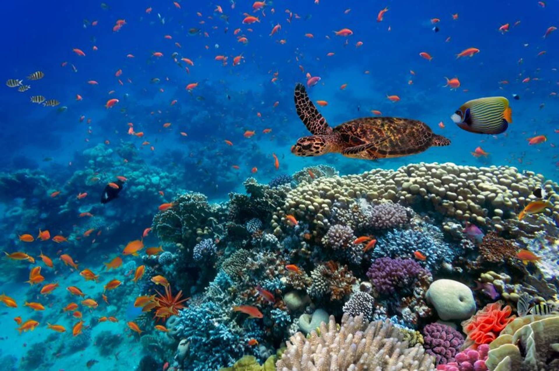 Estudio alerta que el tráfico marítimo amenaza la biodiversidad marina