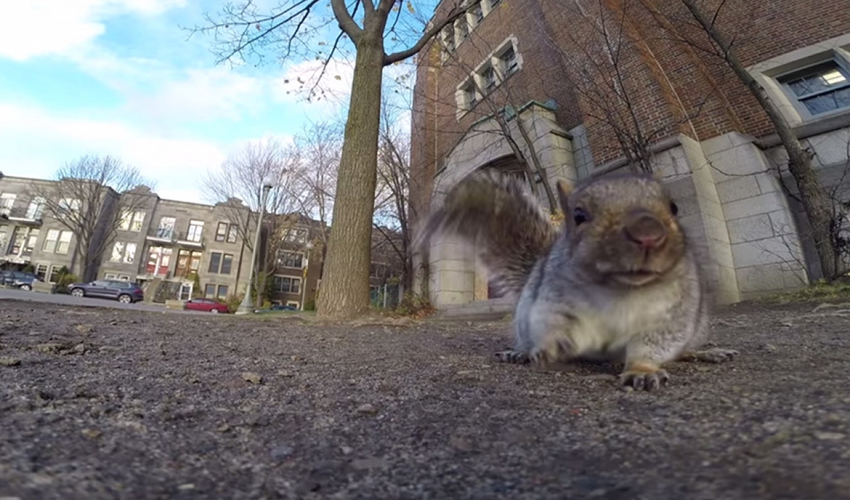 Una ardilla roba una cámara GoPro y graba un peculiar VIDEO