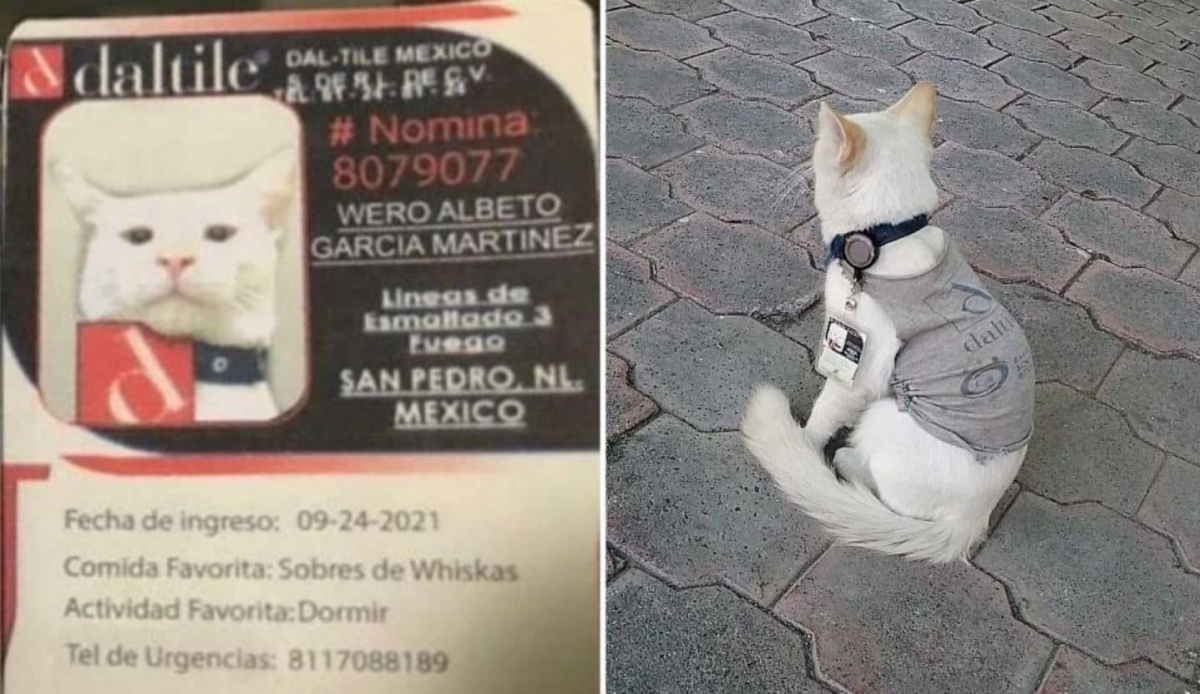 Contratan a gatito como vigilante y hasta gafete tiene
