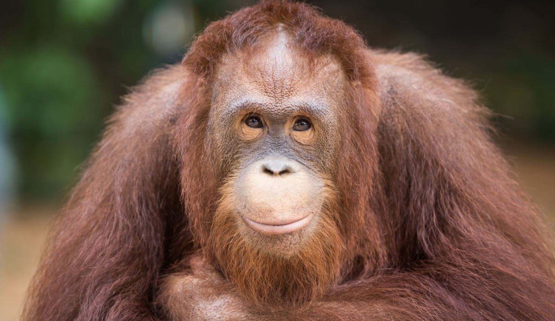 Día Mundial del Orangután: conciencia y cuidado de estas criaturas únicas
