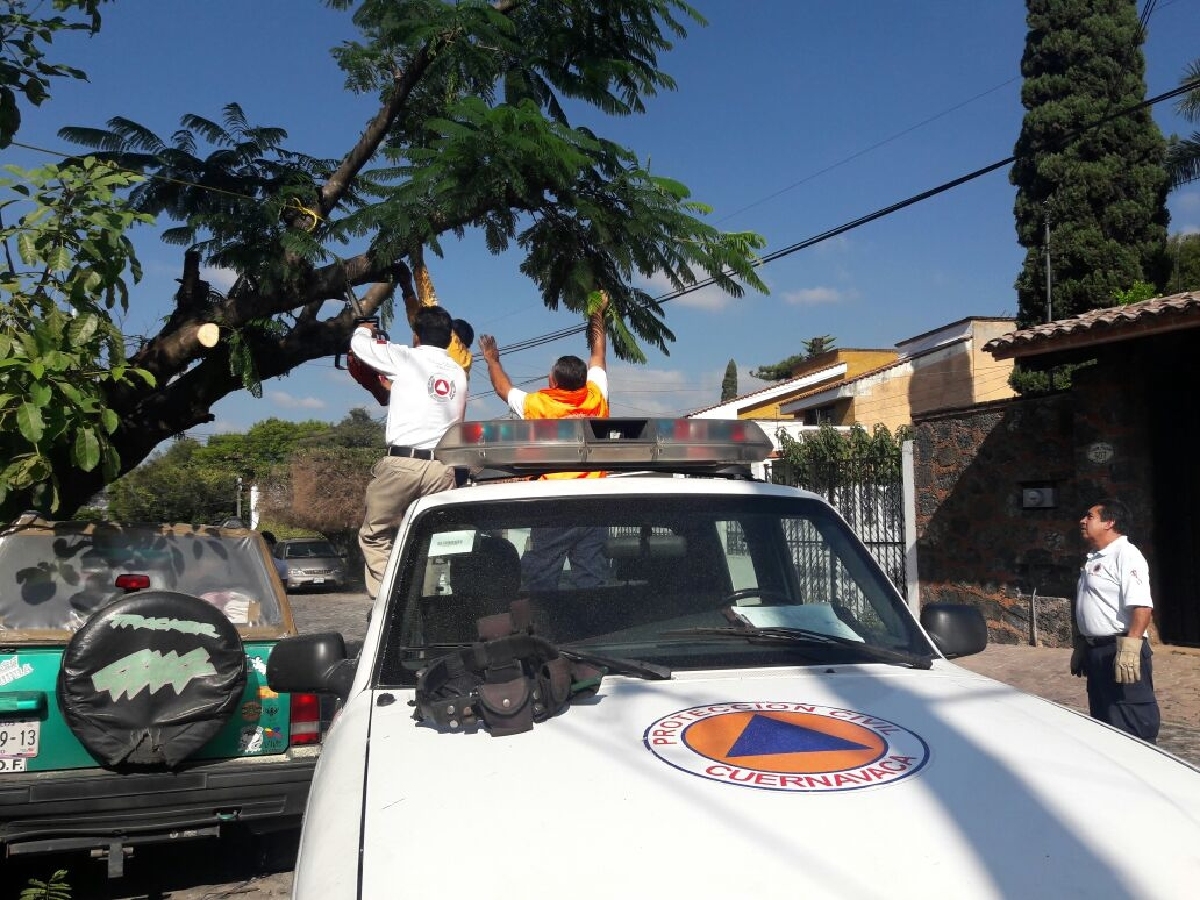 Un árbol estuvo a punto de caer sobre un vehículo