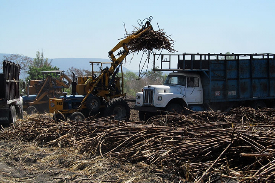 Agroindustria de la caña está en crisis