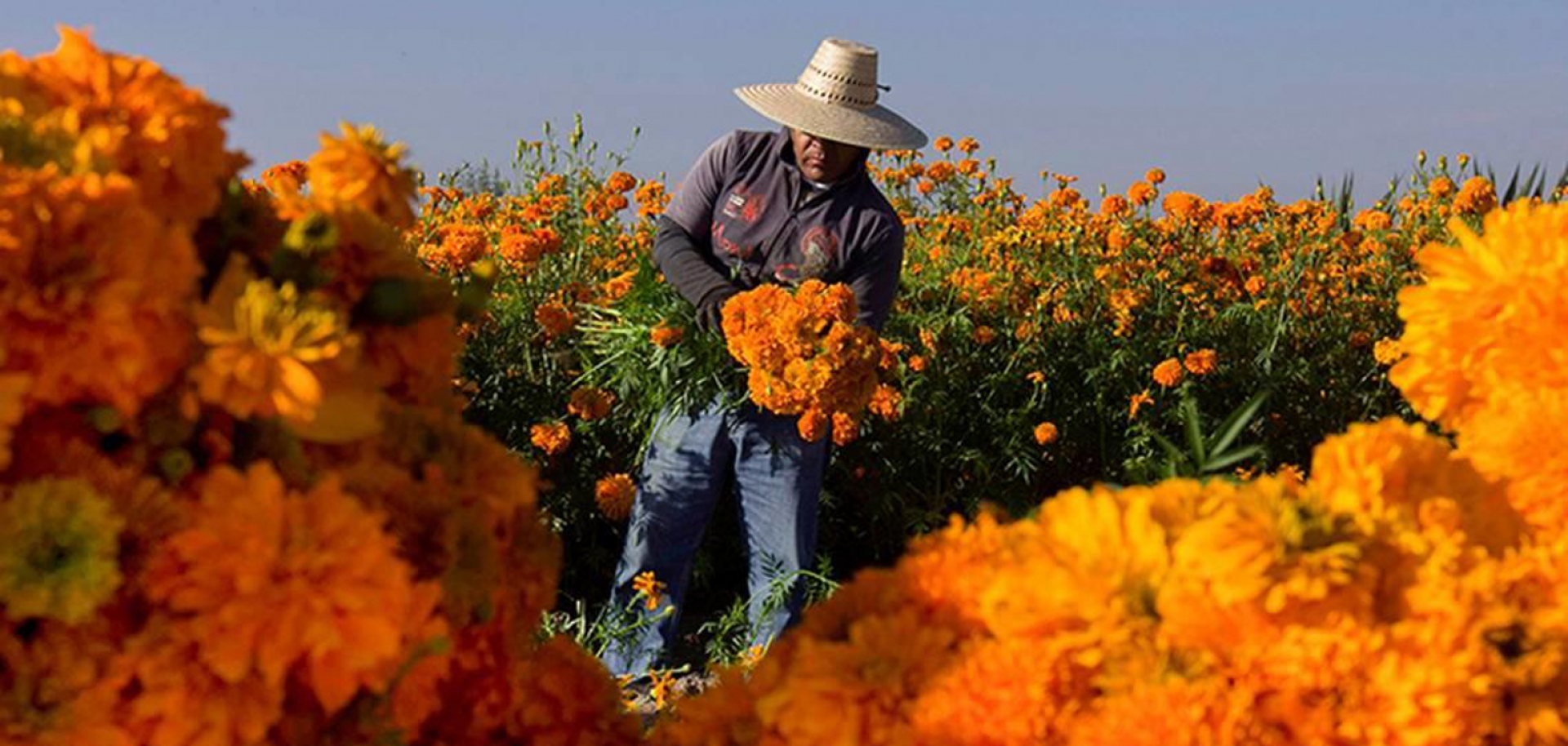 Cempasúchil, ícono representativo del Día de Muertos