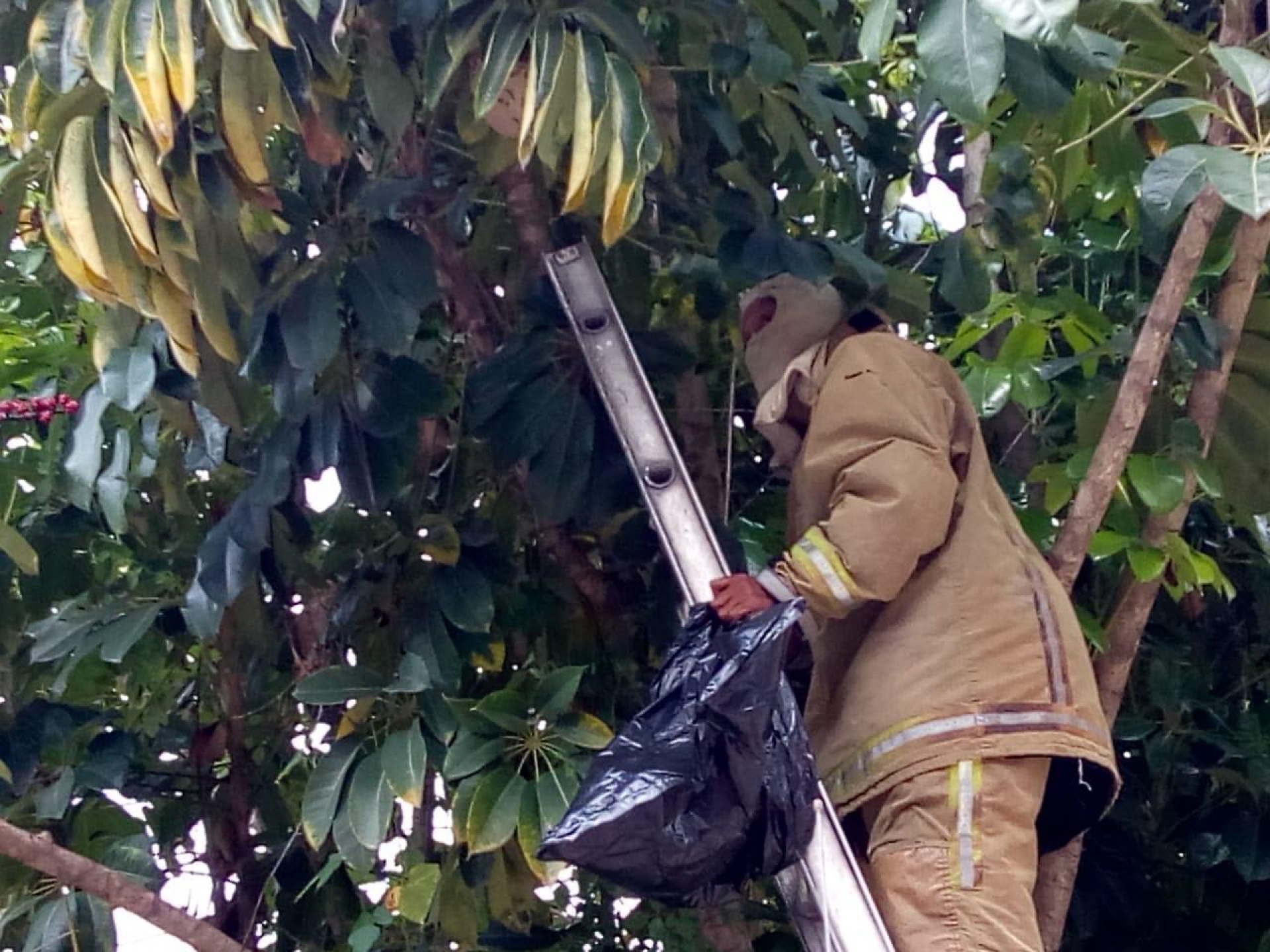Exhorta PC Cuernavaca a la población a no atacar ni exterminar a las abejas