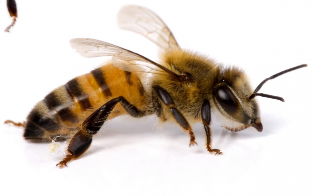 Estudiante coahuilense cuida de las abejas para evitar una catástrofe ambiental