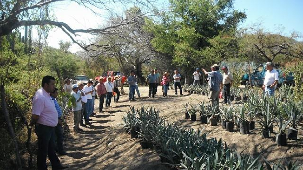 Productores de agave de Tetecala confían en apoyos estatales  para continuar con la producción