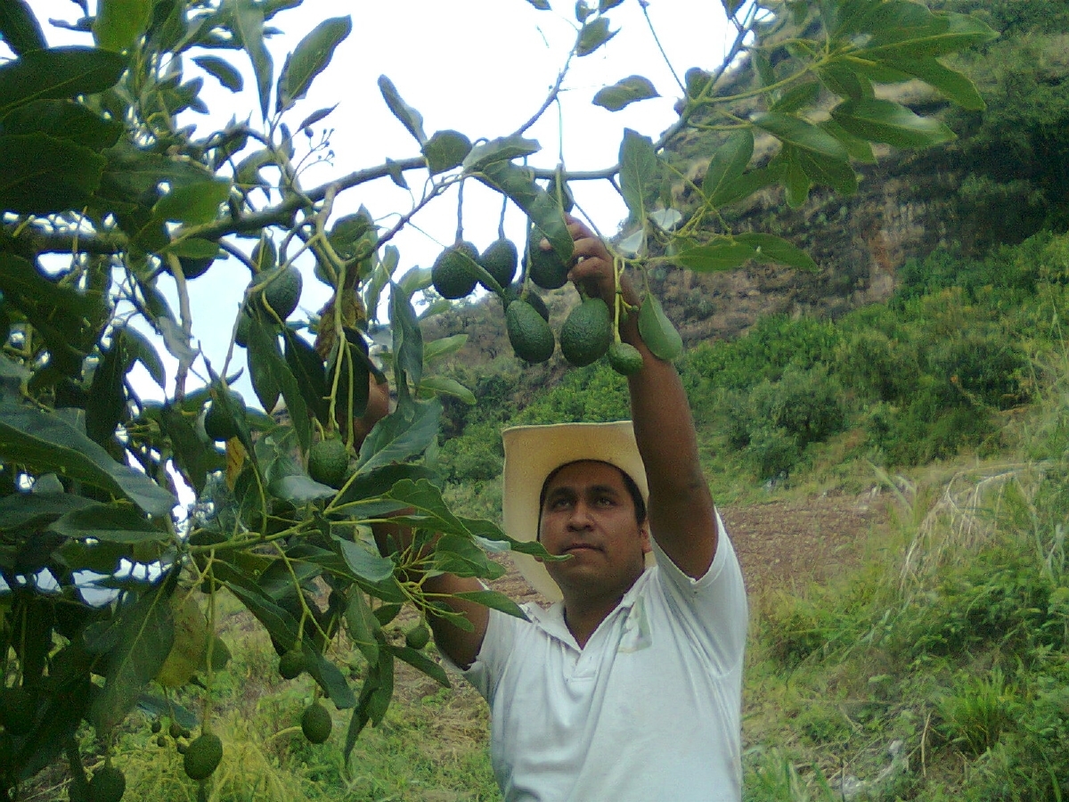 Granizadas afectan producción de durazno en Los Altos de Morelos