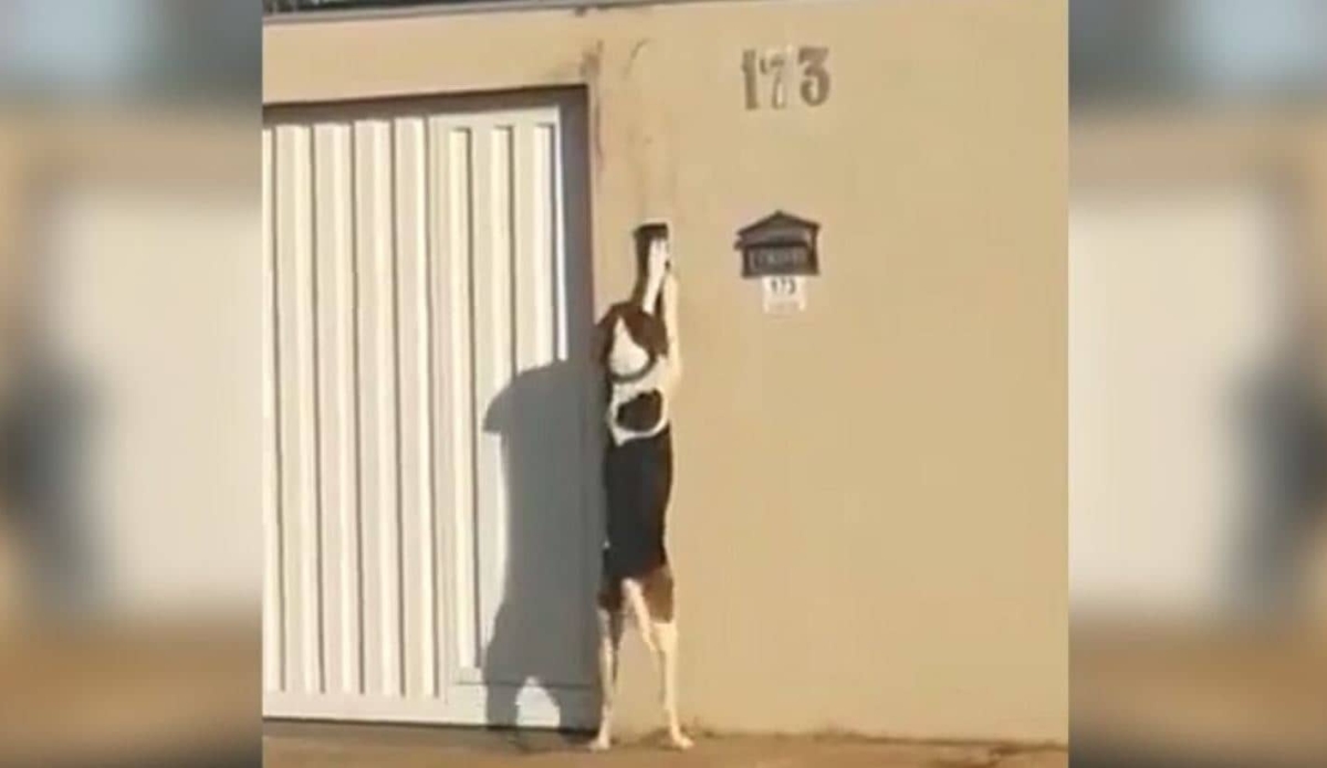 Perrito toca el timbre para poder entrar a casa