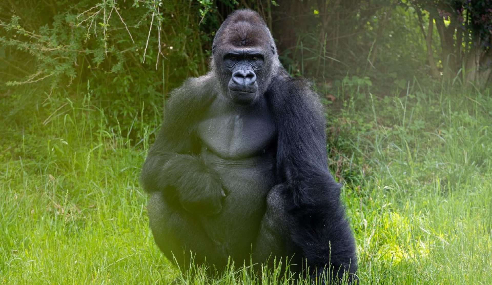 Día Mundial del Gorila: conciencia global para proteger a una especie en riesgo