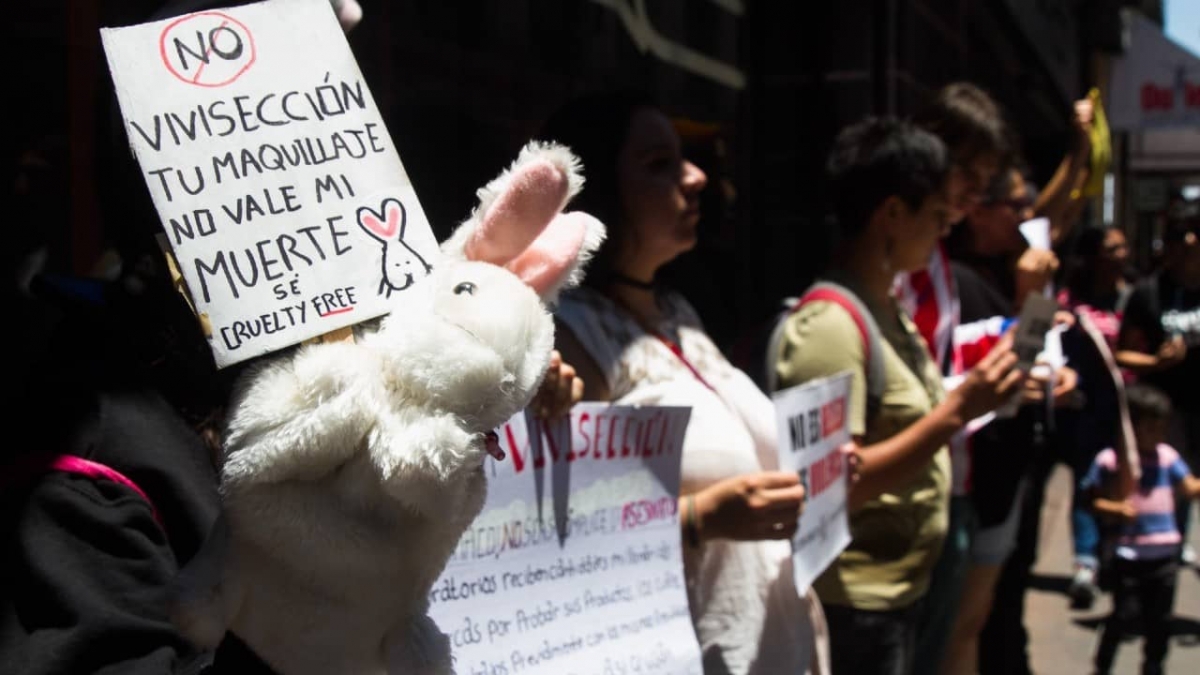 Diputados avalan dictamen que prohíbe realizar pruebas cosméticas en animales