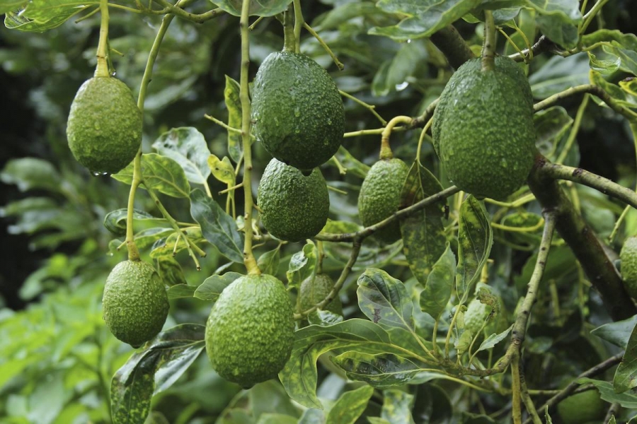 Precio del aguacate registra importantes alzas en diversos estados del país