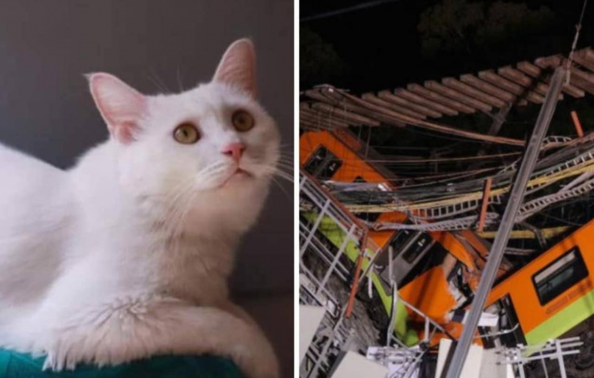 Gatito sobrevive al accidente en la Línea 12 del Metro de la CDMX
