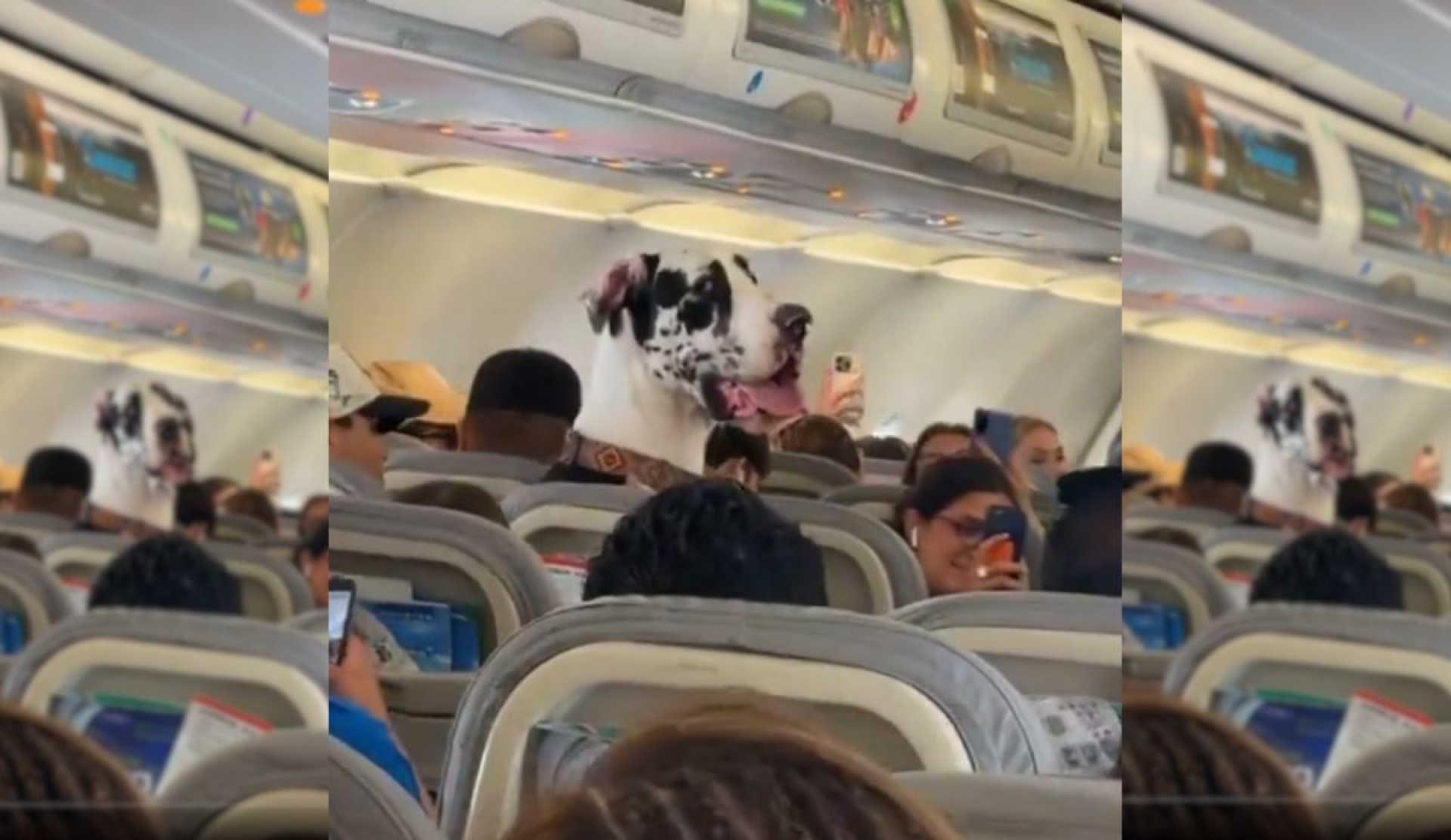 Gran danés viaja como pasajero en avión y se vuelve viral