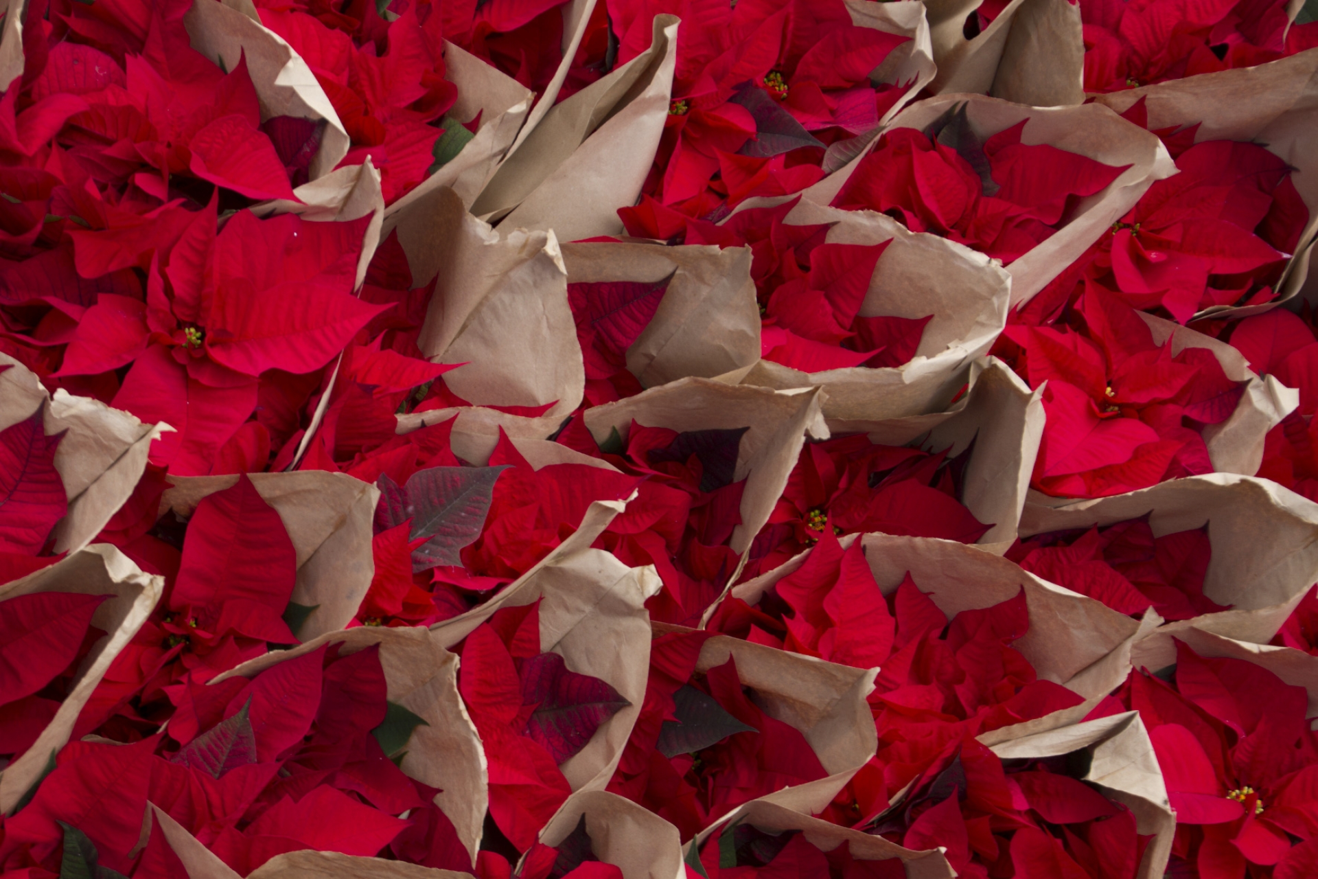 El origen de la Flor de Nochebuena