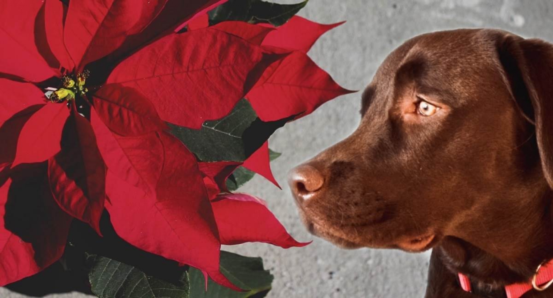 Nochebuenas representan un peligro para tu perrito ¡Cuídalo!