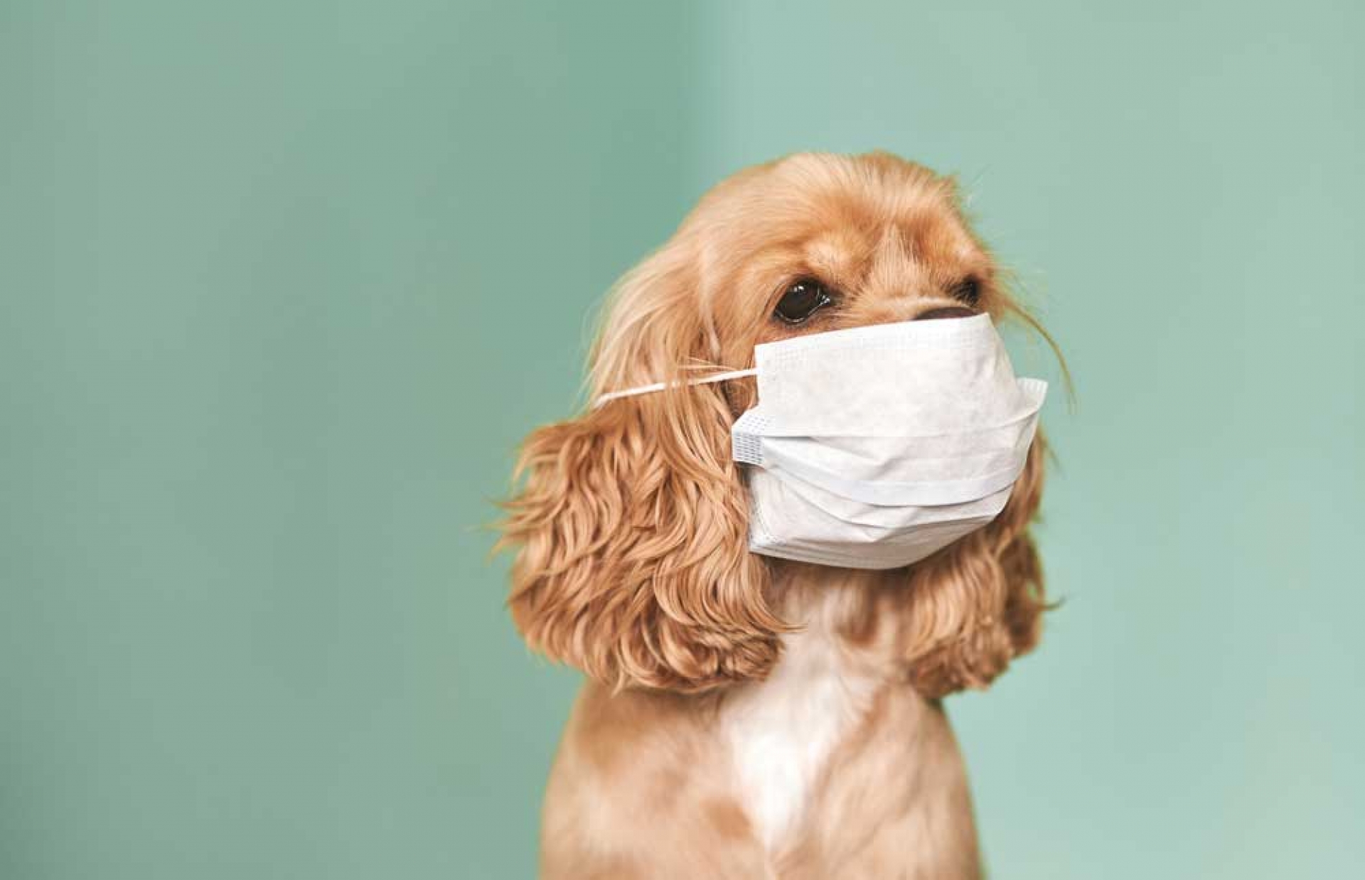 ¡Los 'lomitos' no! Detectan COVID-19 a perritos en CDMX