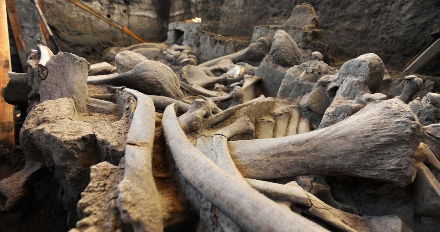 Una osamenta de mamut es recuperada en el Estado de México