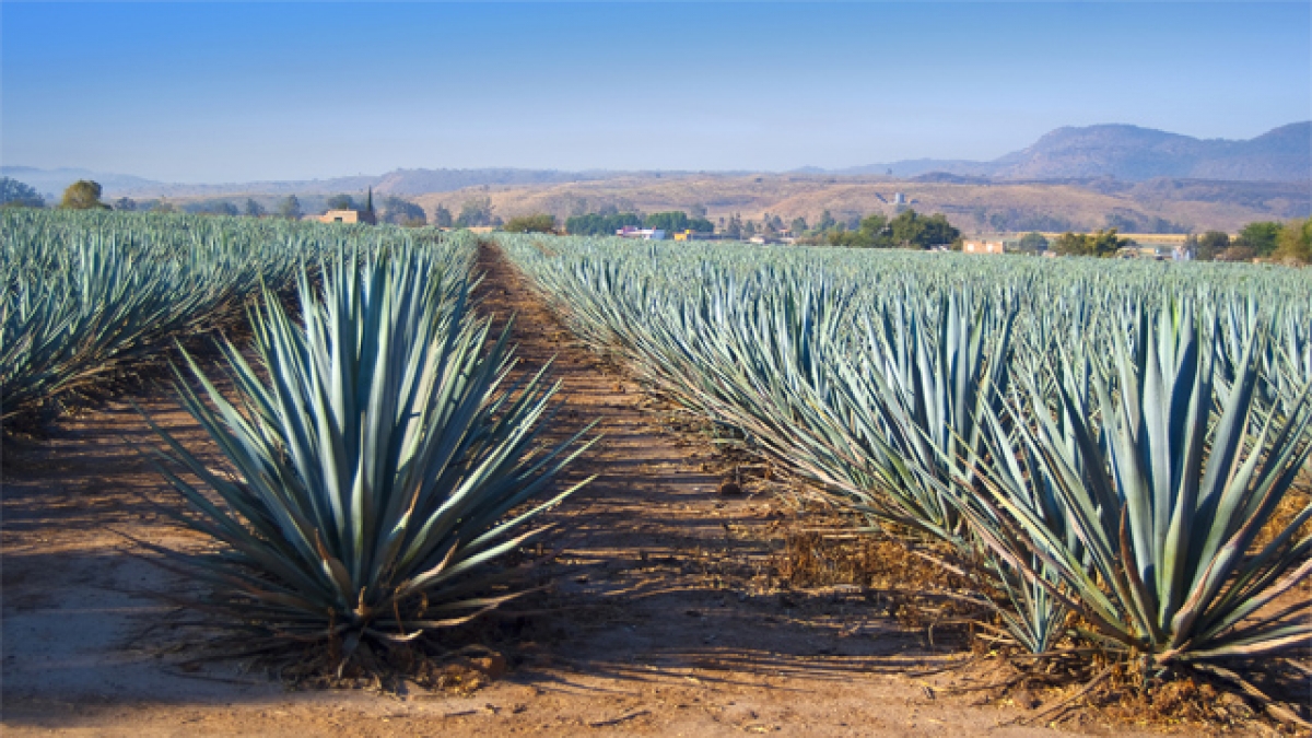 Oaxaqueños crean biocombustible con desechos de agave