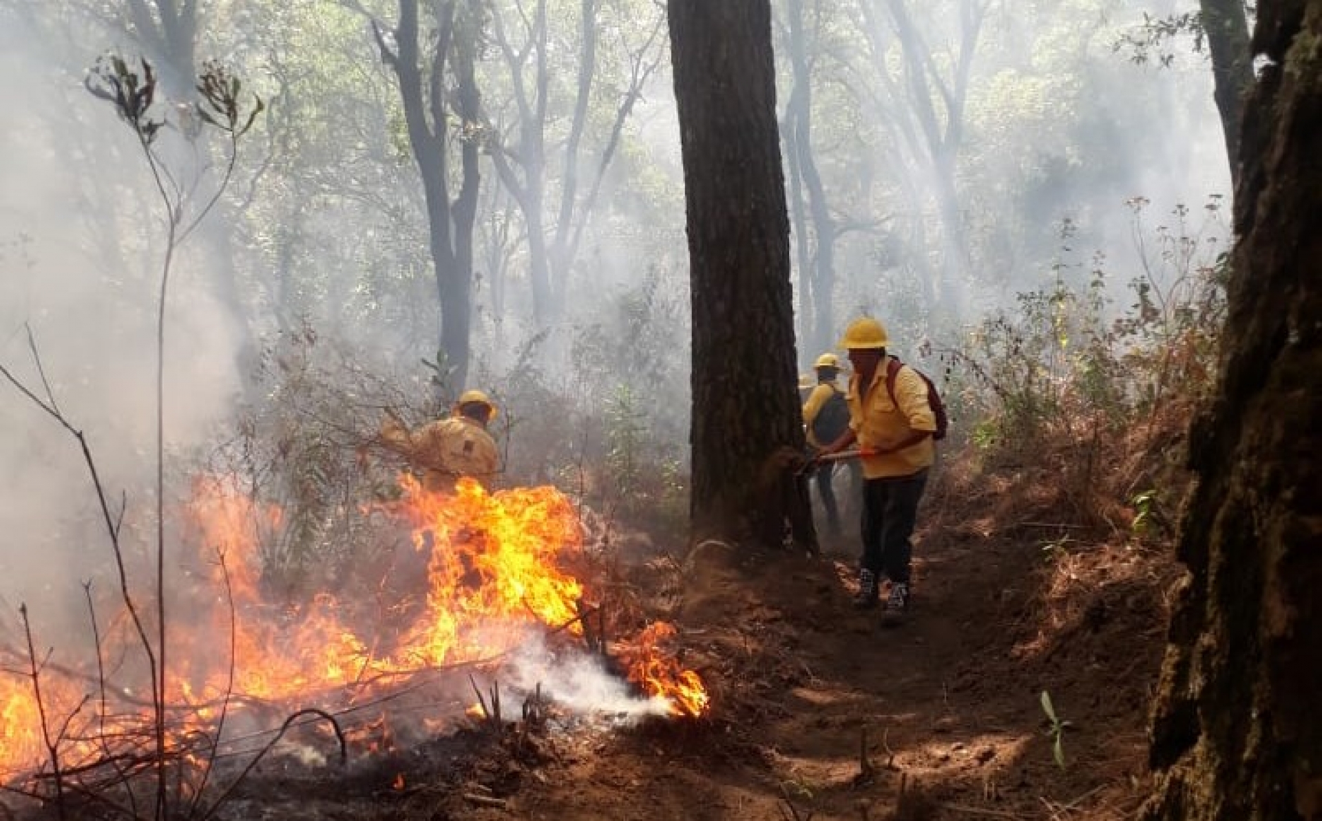 Incrementan incendios forestales durante fin de semana santa: SDS