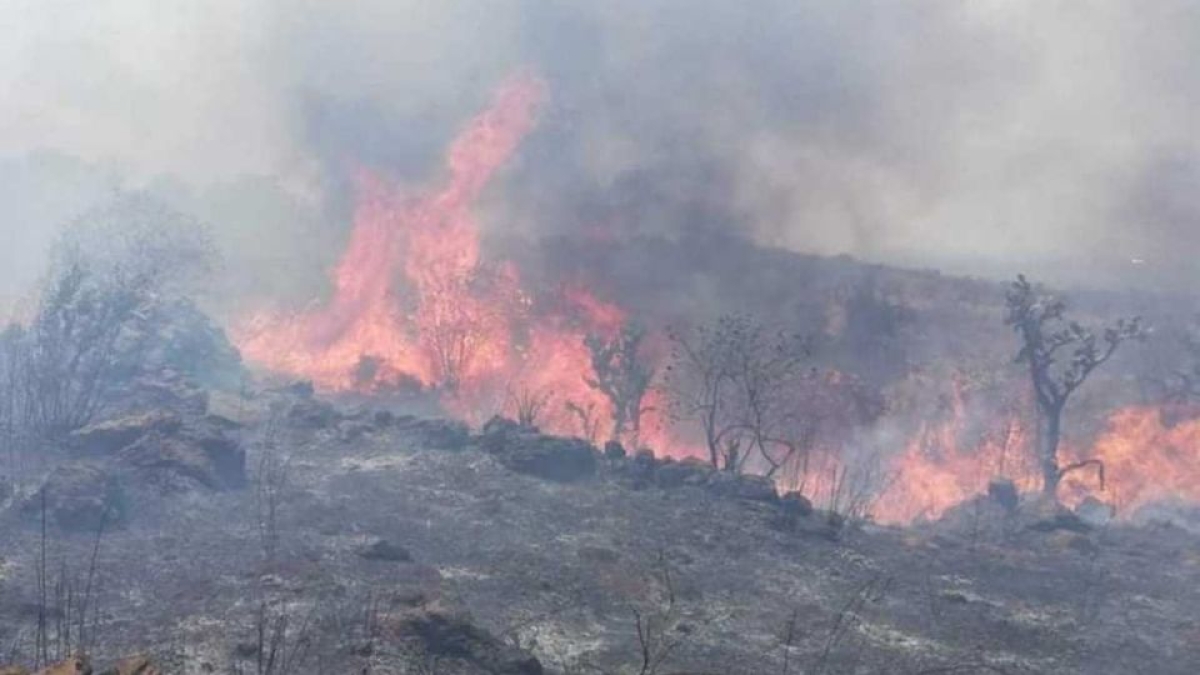 Fuego arrasa con 100 hectáreas en la biósfera de "El Cielo" en Tamaulipas