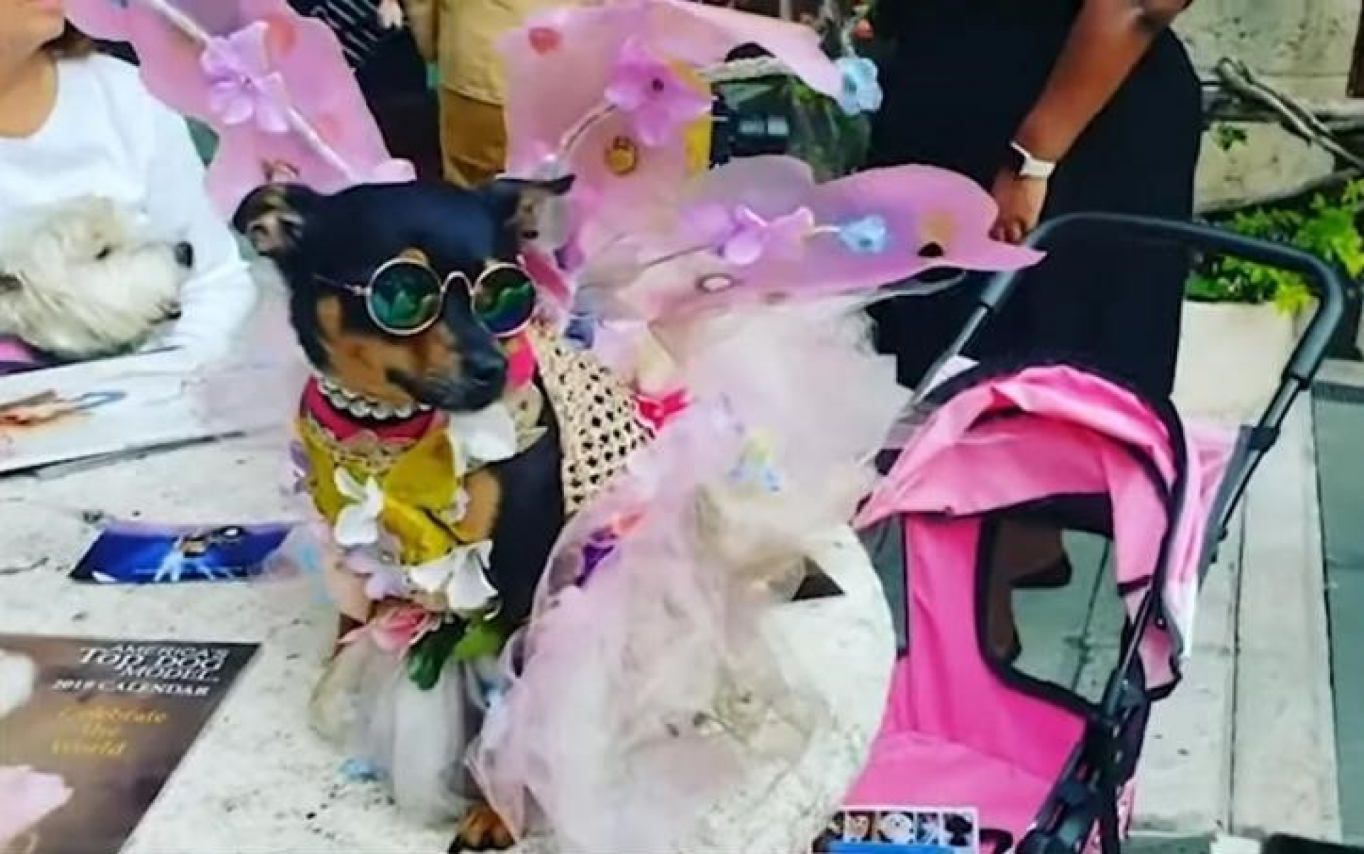 Presley: El perrito de la calle que ahora vive con lujos