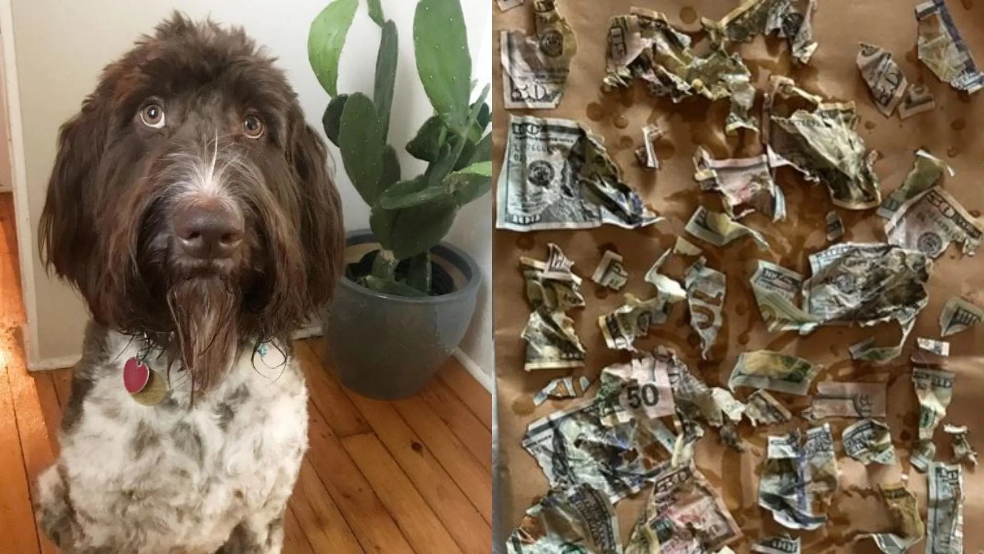 Perrito devora 4 mil dólares: La increíble recuperación de los ahorros familiares