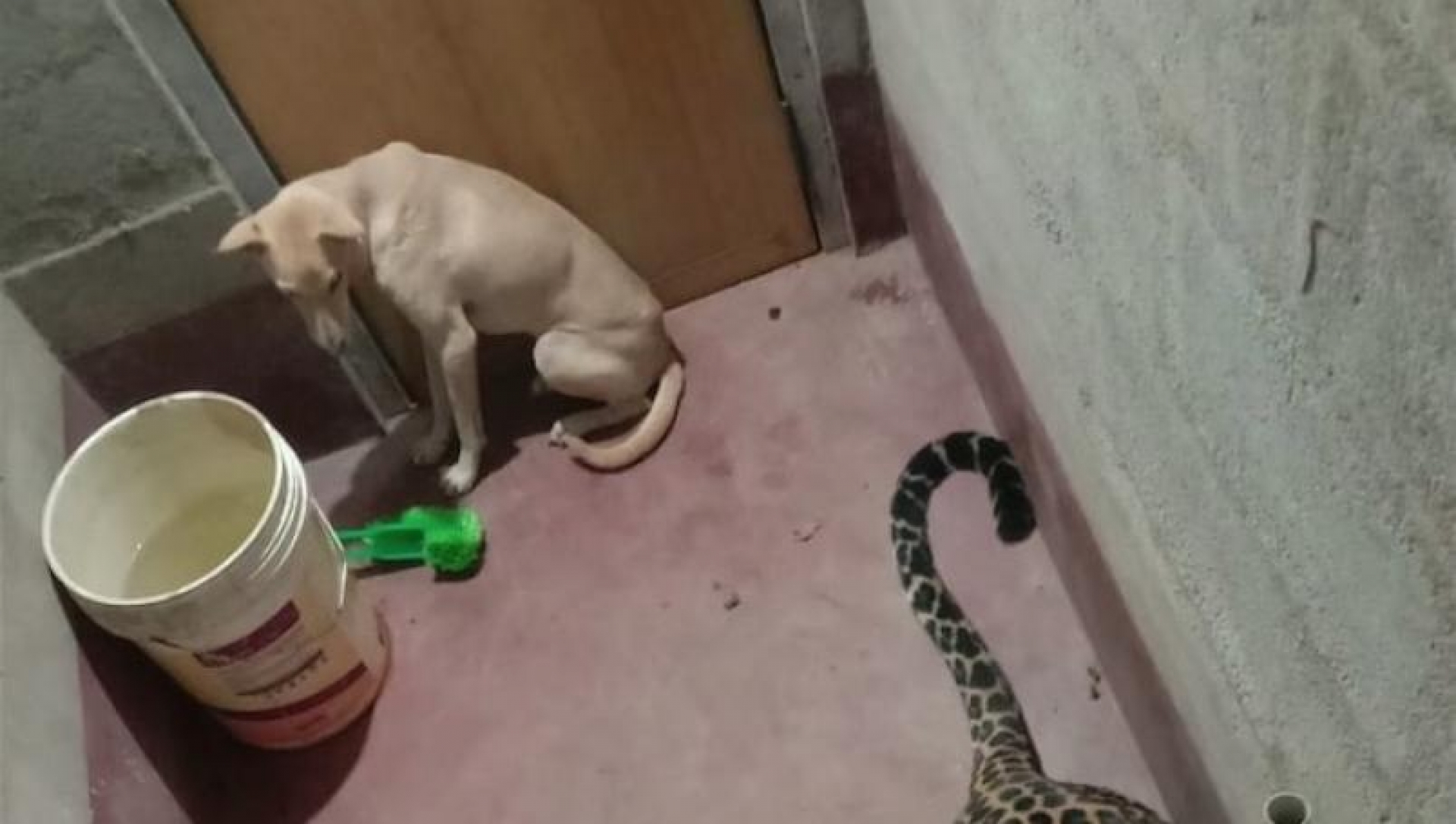 Un perro sobrevive al ataque de un Leopardo