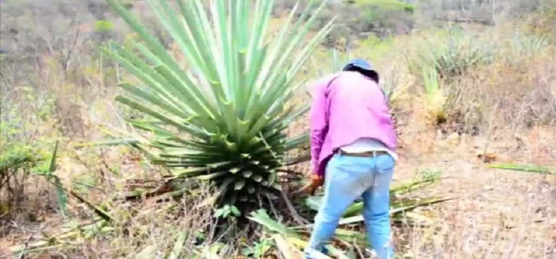 Escasez de lluvias beneficia a productores de agave
