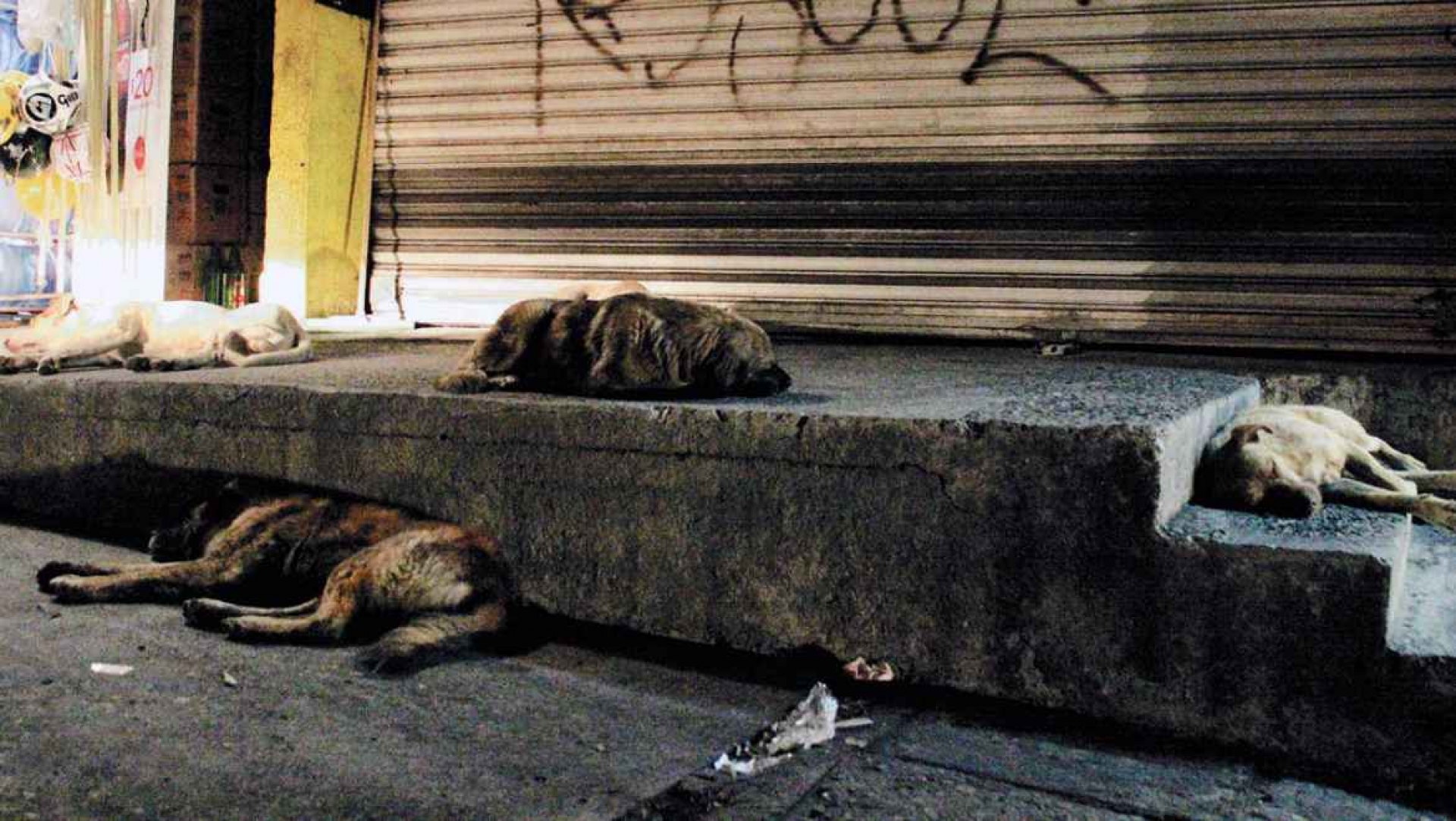 La dirección de acopio animal promueve esterilización de perros