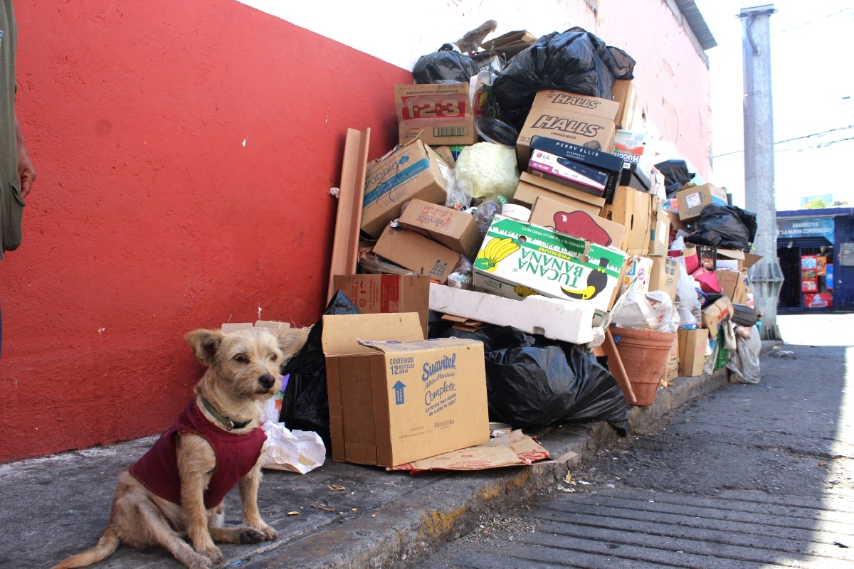 Historias de abandonos: la soledad y los perros