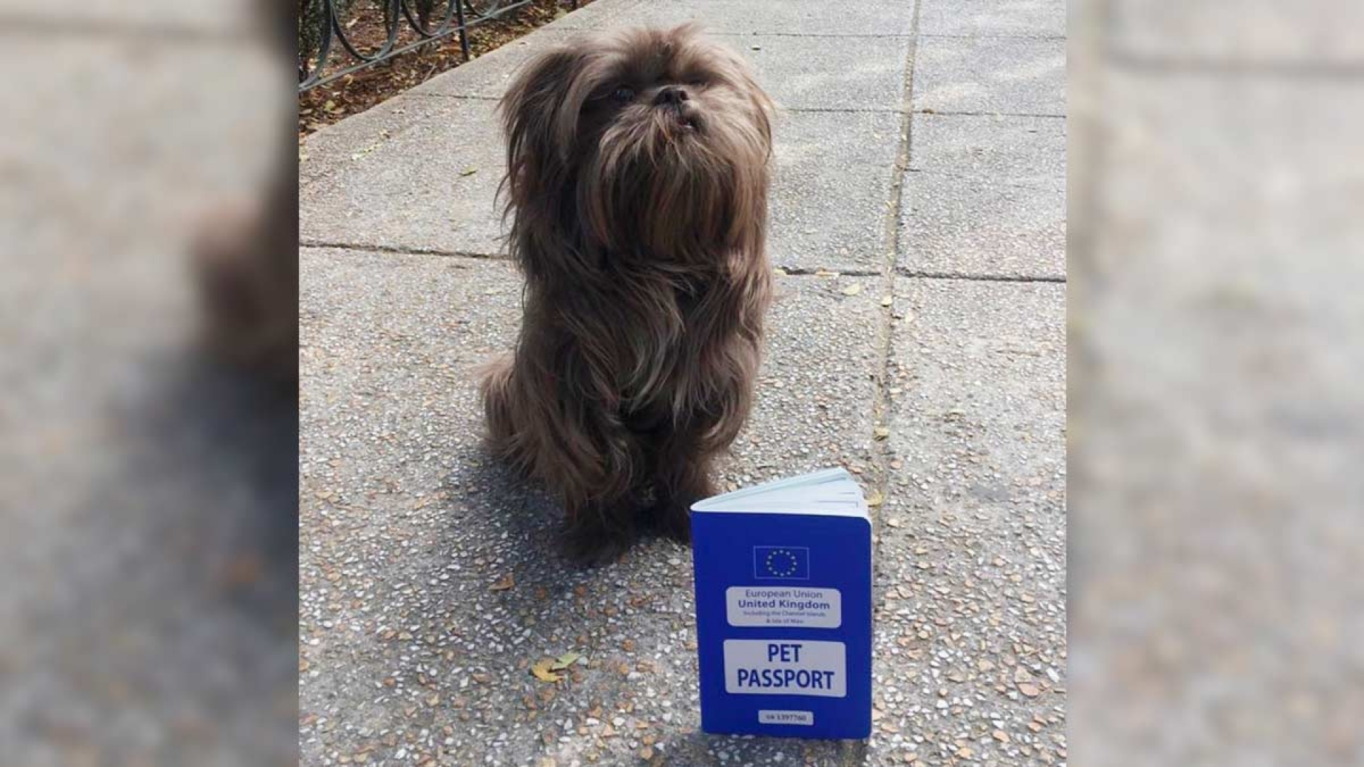 Chewy, el perrito británico que perdió su pasaporte en Tepoztlán