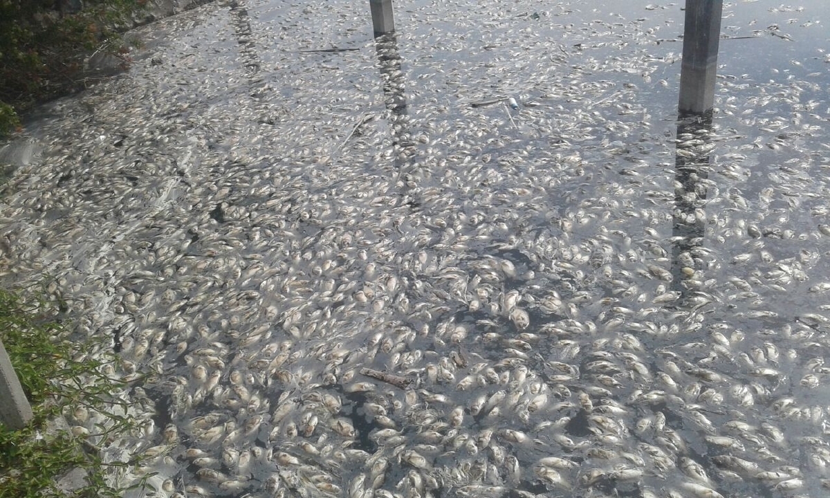 Mueren miles de peces en la presa El Gigante