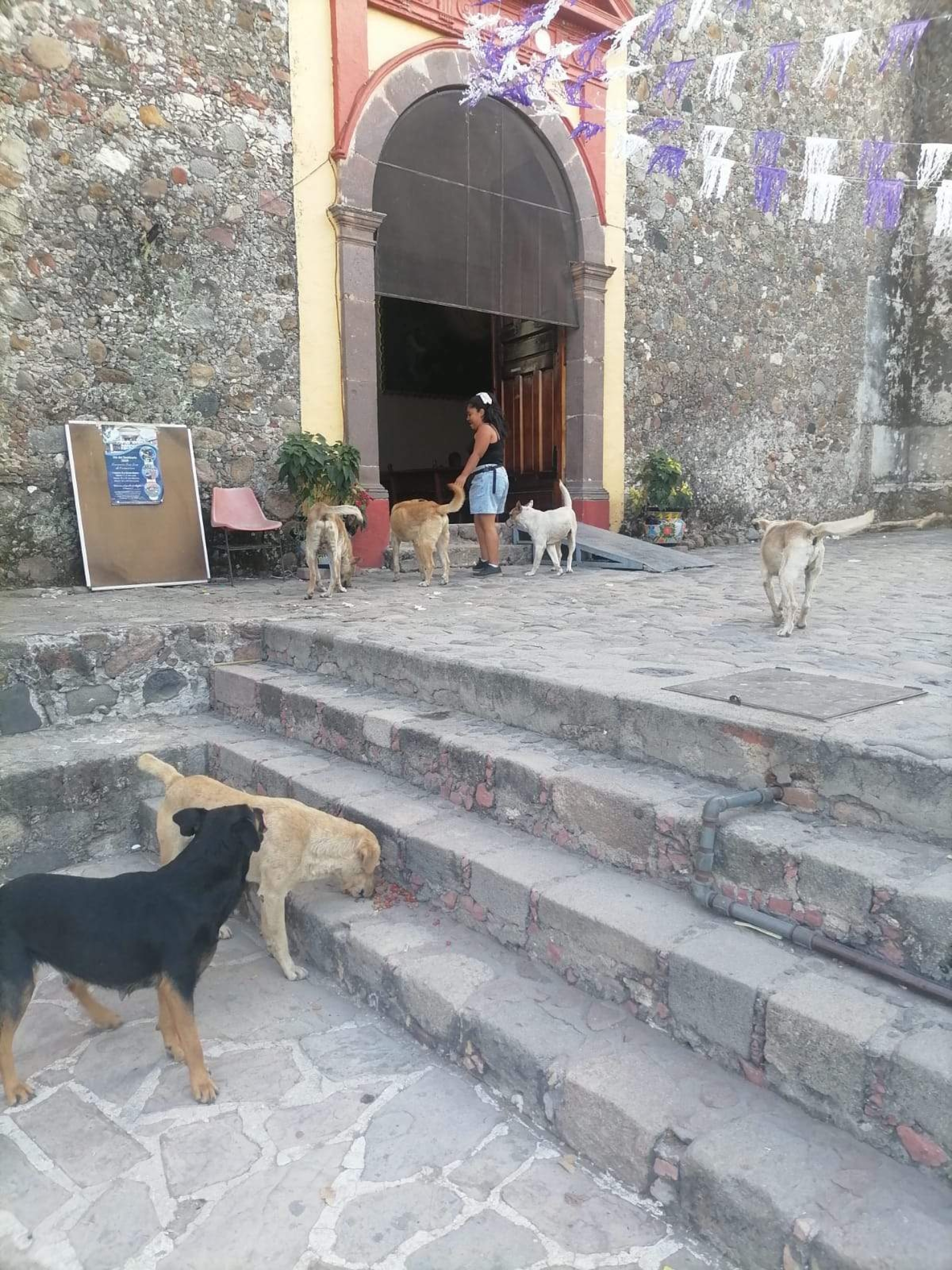 Denuncian abandono de perros en feria de Mazatepec