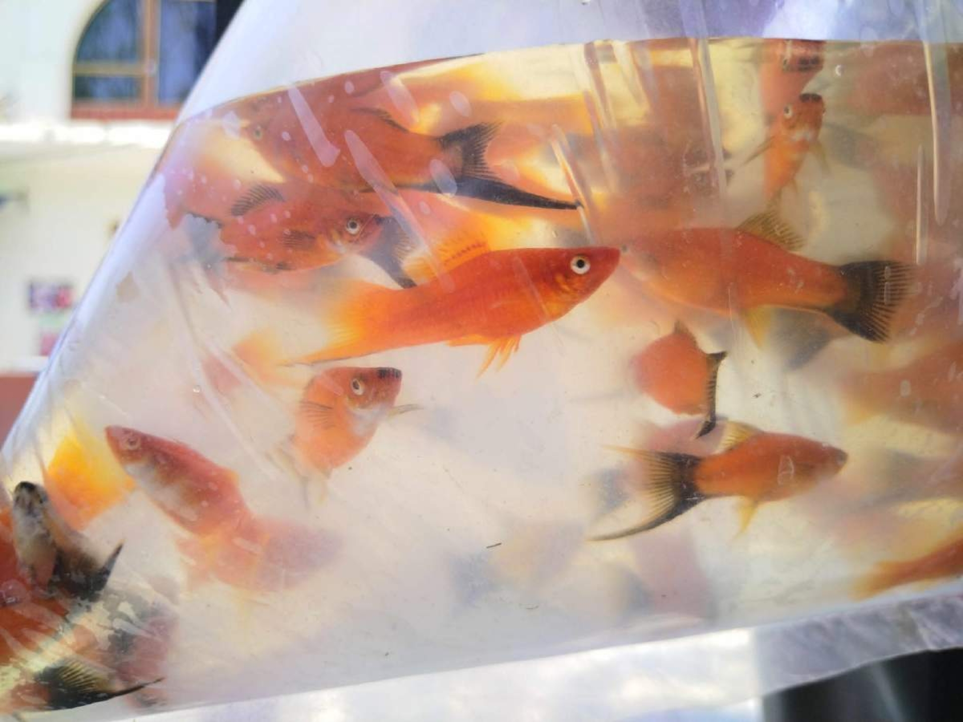 Buscan excluir a peces de ornato de ley que prohíbe venta de animales vivos en CDMX