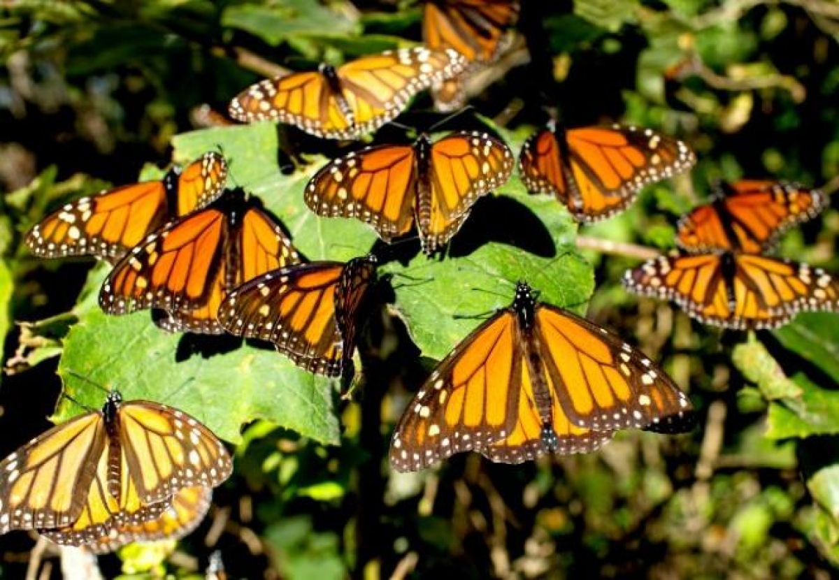 Redoblan vigilancia en el santuario de la Mariposa Monarca