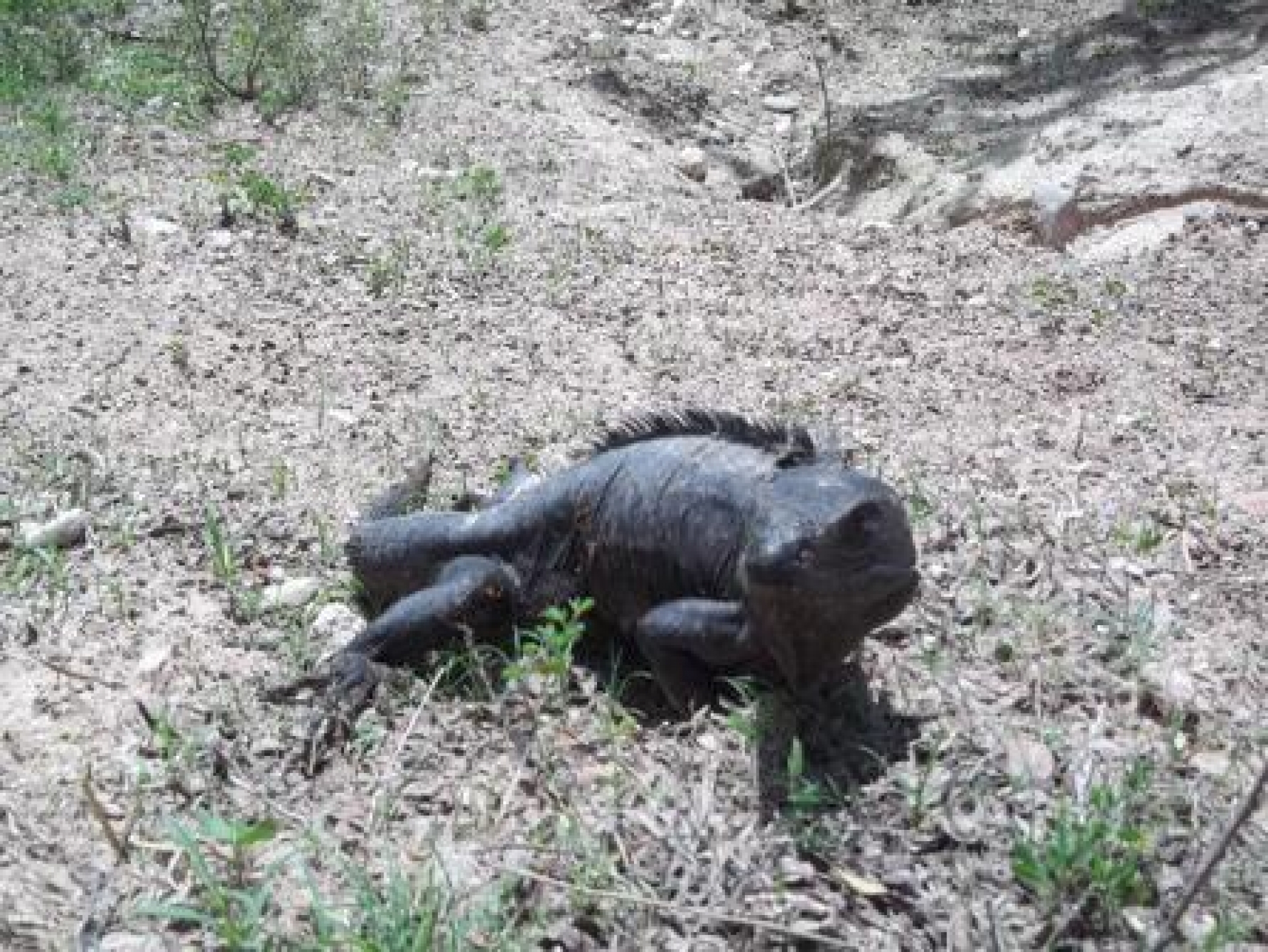 Libera Profepa 57 ejemplares de vida silvestre en la reserva Sierra de Huautla