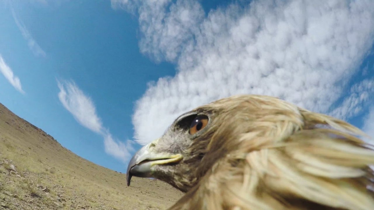 De esta forma caza un águila a un zorro