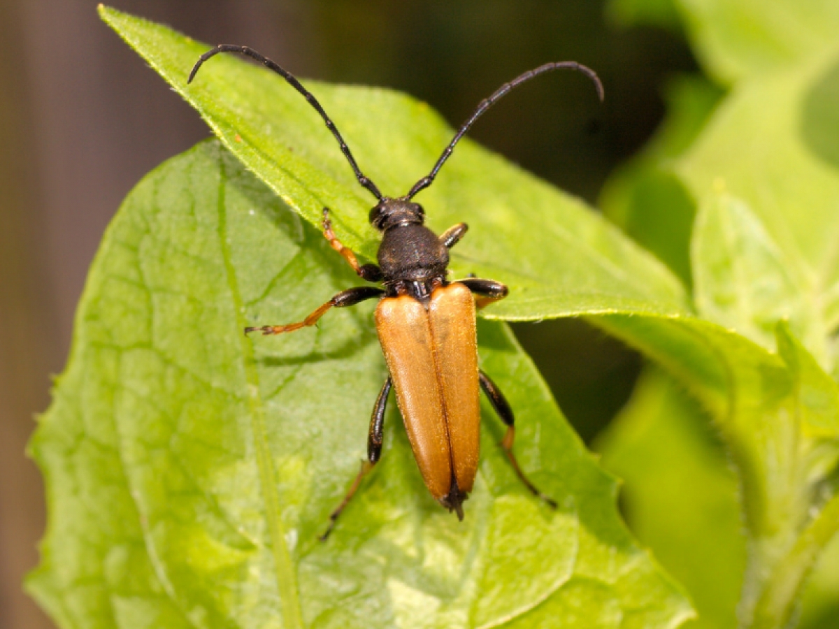 Realiza CIByC investigación sobre escarabajos en Sierra de Huautla