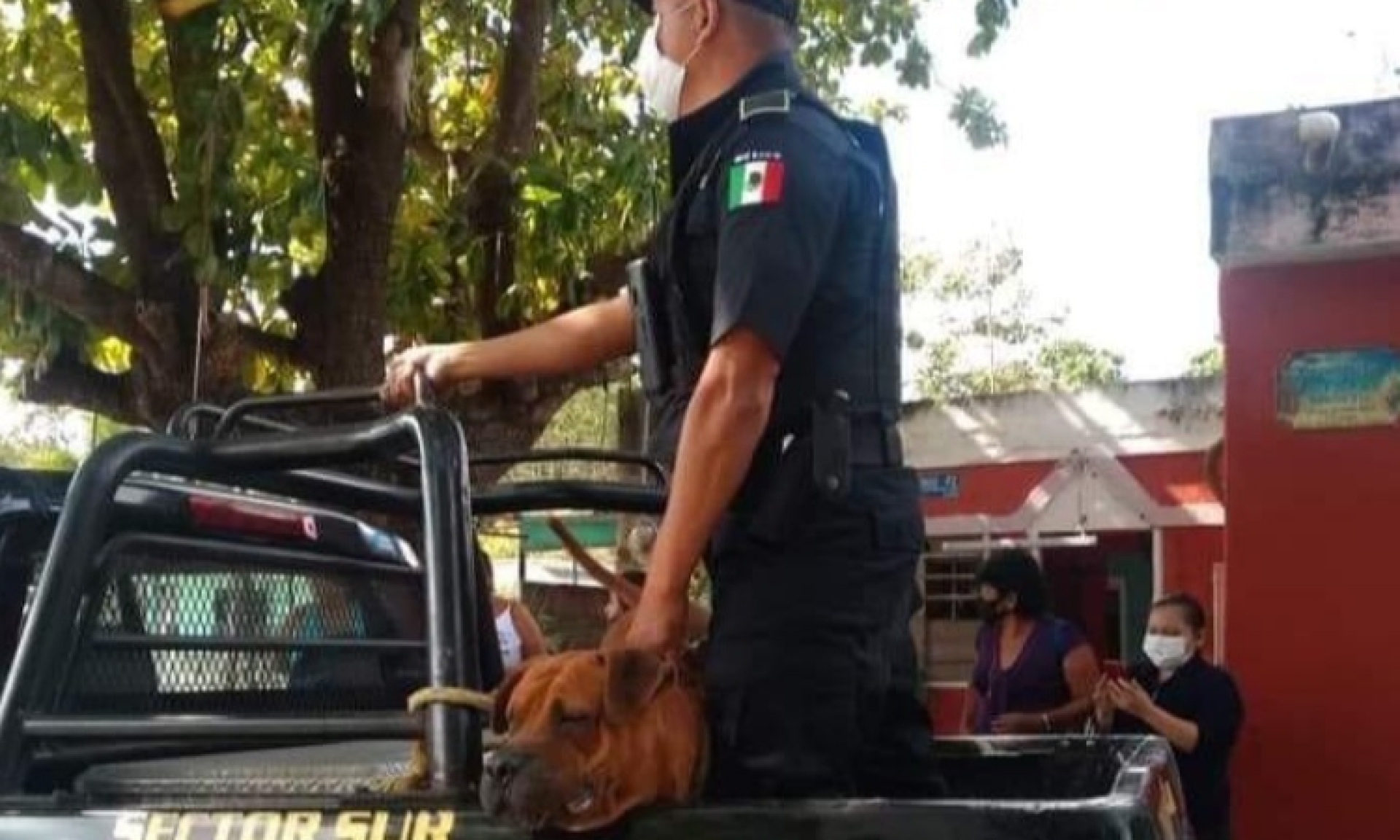 Perrito fue detenido por matar a un Michi, en Yucatán