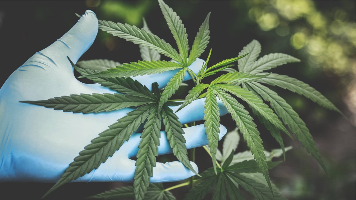 Suprema Corte autoriza siembra de cannabis con fines industriales