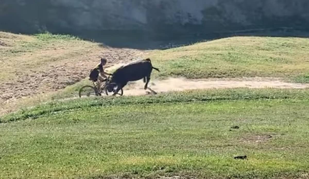 Toro embiste brutalmente a un ciclista en un camino de terracería en California